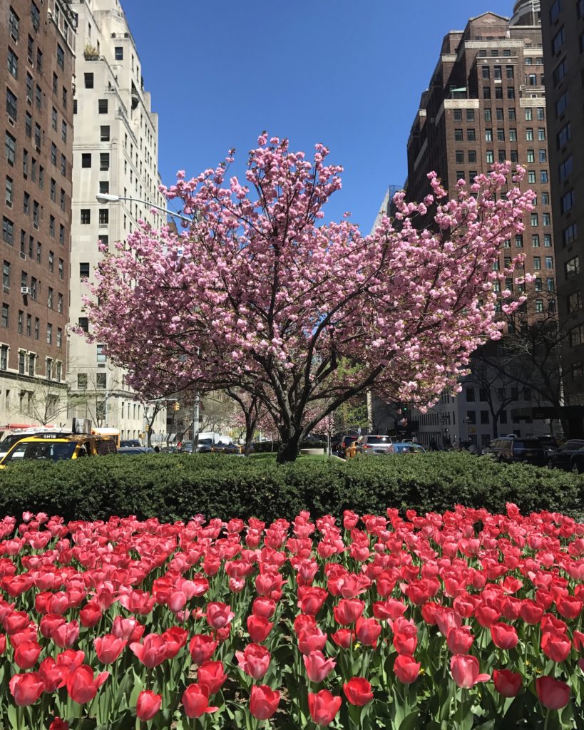 Park-Avenue-Tulips-April-18-2017-habituallychic