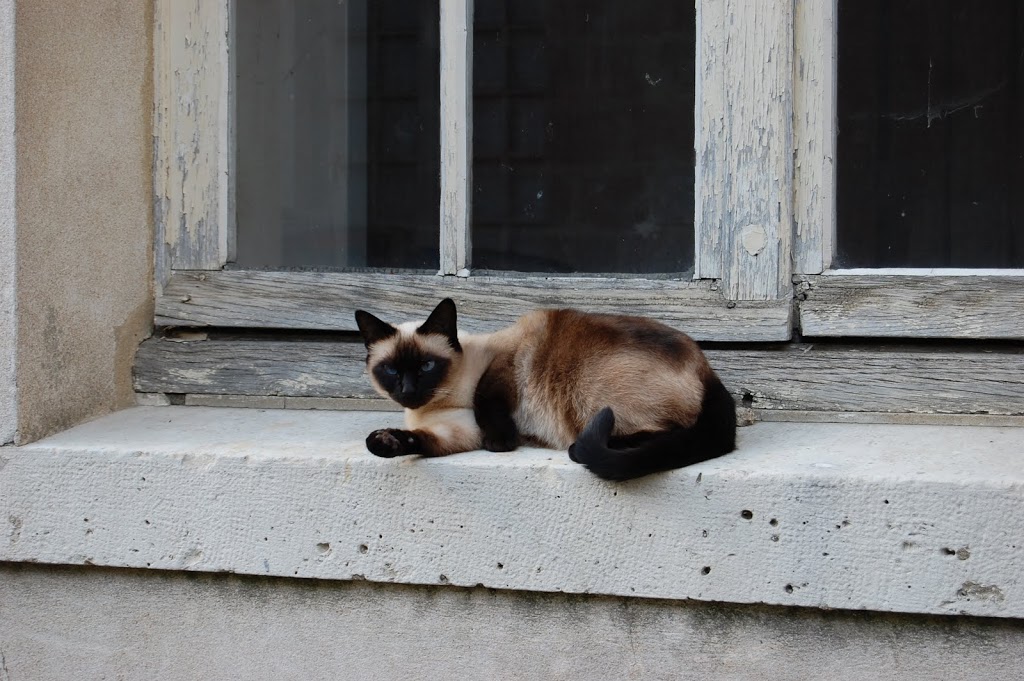Cat at Versailles photo taken by me in 2009. 