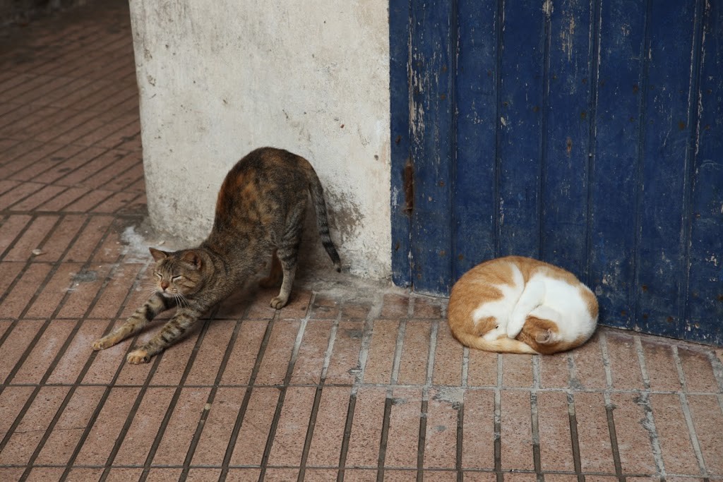 Essaouira-Morocco-Day-2-habituallychic-027