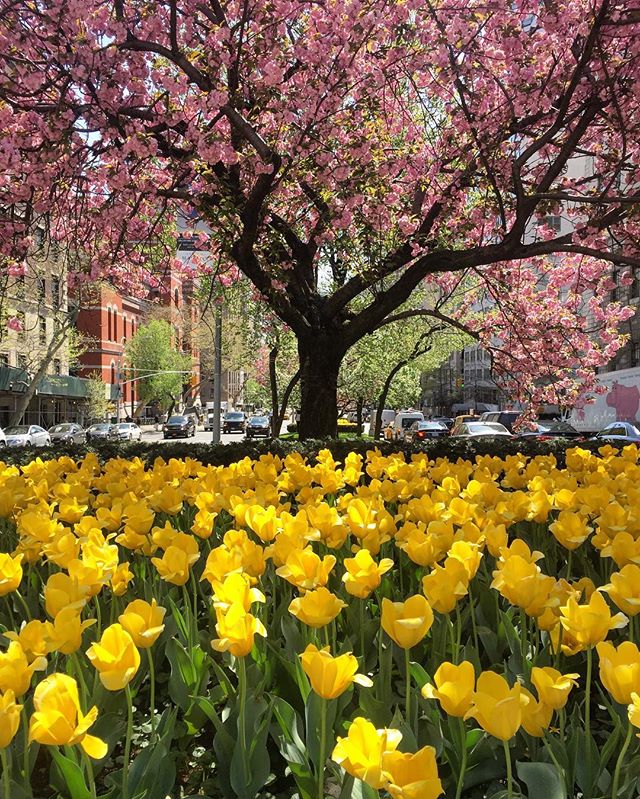 park-avenue-tulips-april-2016-habituallychic